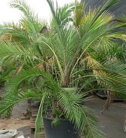 Phoenix Reclinata_kat